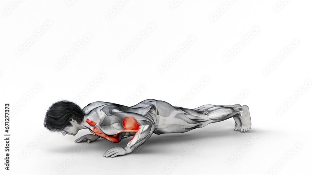 Plyometrics Clap Push-Up-3D (050)- Anatomy of fitness and bodybuilding ...
