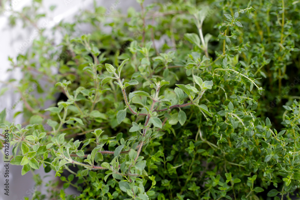 Fresh herbs in the garden Fresh herbs in the garden