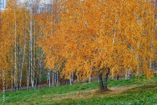 Birch trees with yellow leaves in autumn
