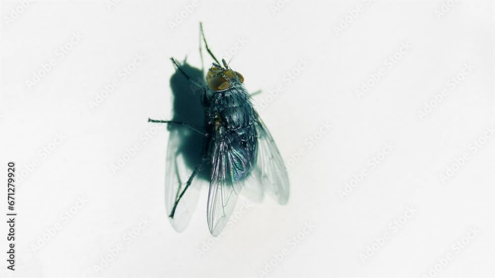 House Fly Lands And Flies Off Closeup