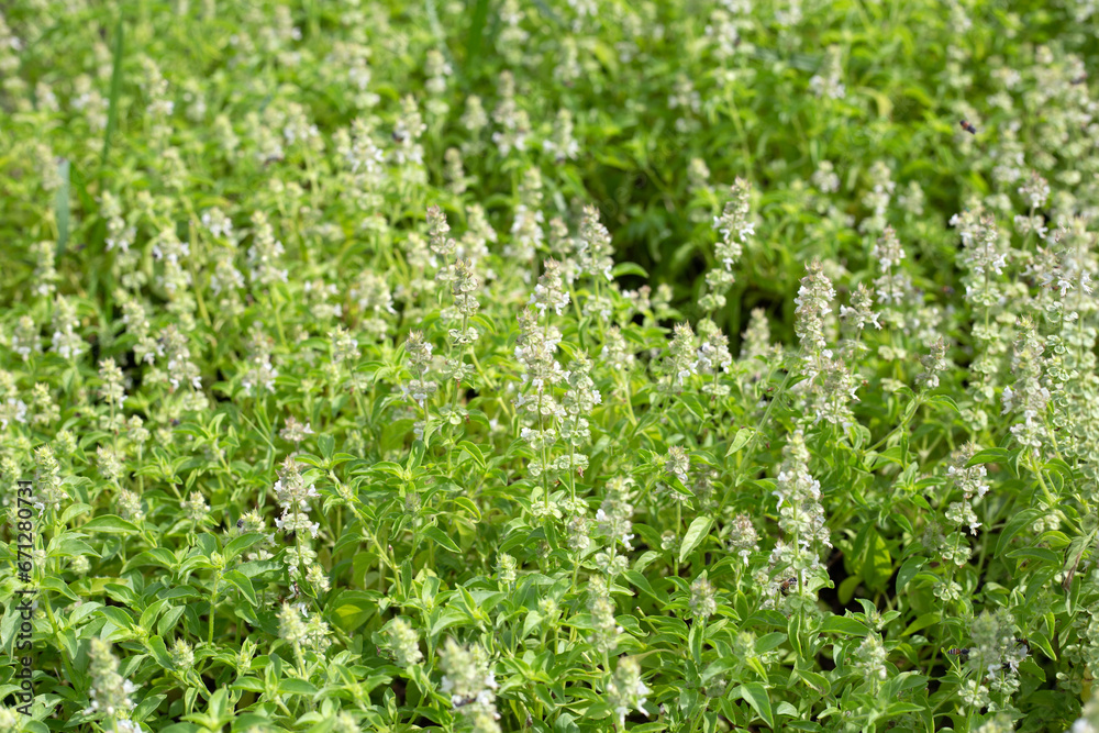 Lemon basil, Hoary basil, Hairy basil Lemon basil, Hoary basil, Hairy basil