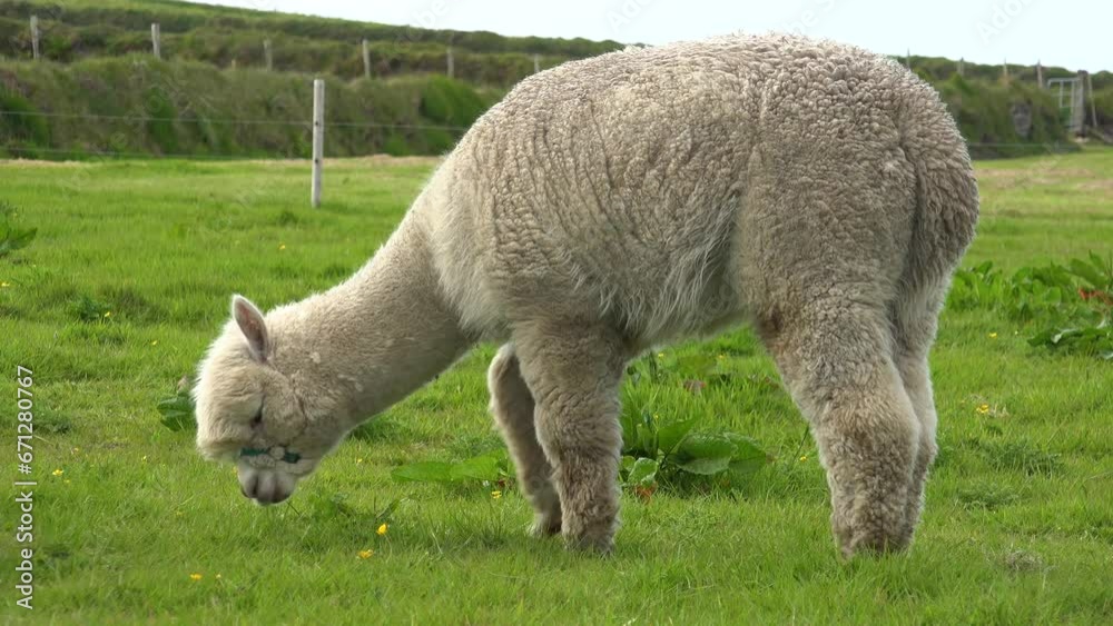 IRELAND- 8.27.2023 -Close-up of a white llama grazing in an Irish meadow. IRELAND- 8.27.2023 -Close-up of a white llama grazing in an Irish meadow.