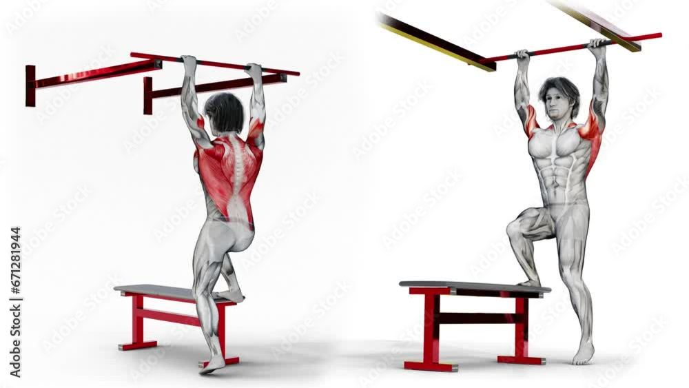 Bench Pullups3D (121) Anatomy of fitness and bodybuilding with