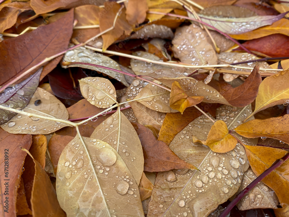 Fallen yellow leaves after rain in the park Fallen yellow leaves after rain in the park