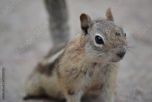 Close-up of a brown chipmunk or golden-mantled ground squirrel standing on a rock with a blurred background