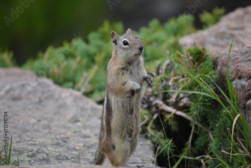 Brown Chipmunk or Golden Mantled Ground Squirrel (callospermophilus lateralis) standing upright on back legs on a rock in front of a green foliage background. photo