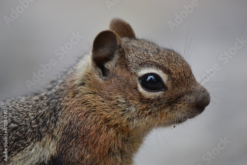 Photography Close-up profile of a brown chipmunk or golden-mantled ground squirrel with shiny black eyes and whiskers sitting on a rock with 
a blurred gray background
