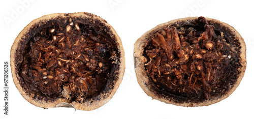 Elephant apple or Limonia acidissima fruits on transparent background. photo