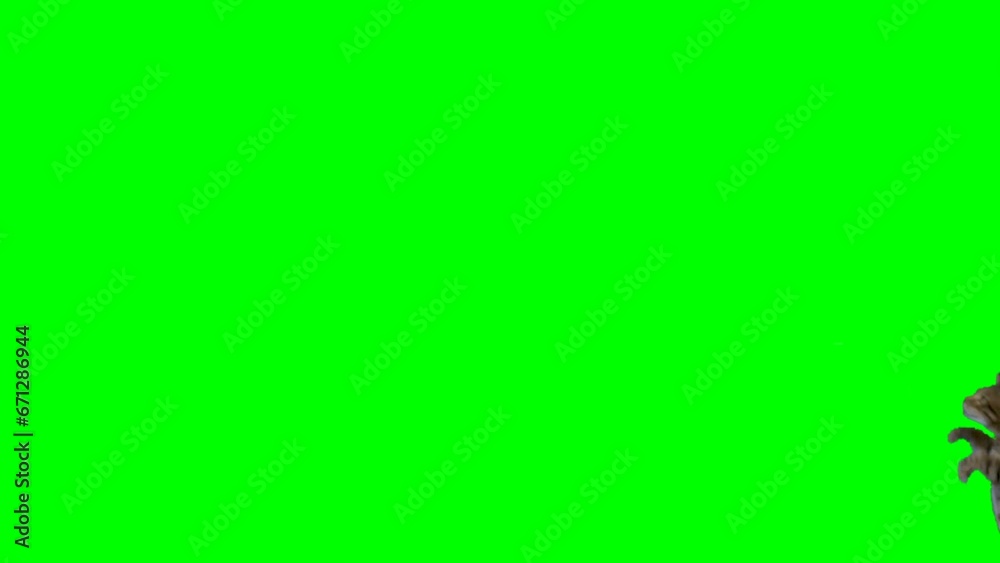 Bengal cat jumps from one platform onto another on green screen chroma key. Shot at 120 fps for slow motion.
