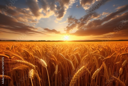 Sun-Kissed Wheat Field at Twilight