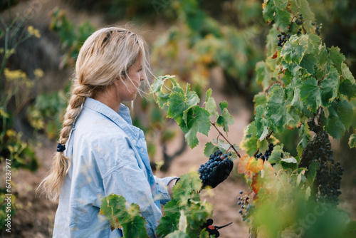 Vintner harvesting grapes in agricultural plantation