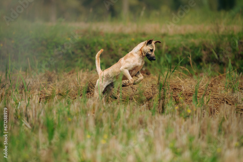 Dog jumping, a Dog playing in grass, animal behavoir