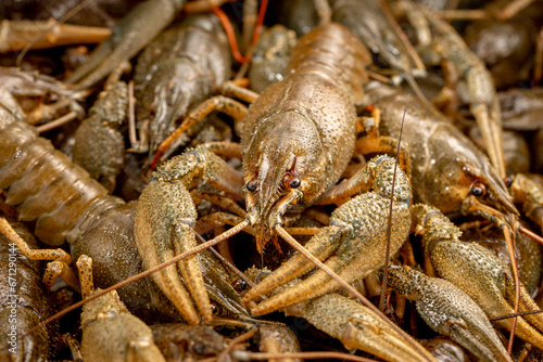 Freshwater crayfish caught for cooking, close-up. Lots of live crayfish. Freshwater crayfish without water