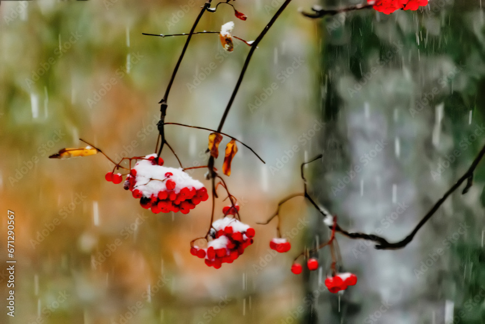 Red rowan berries on a branch in the snow. Autumn background Red rowan berries on a branch in the snow. Autumn background