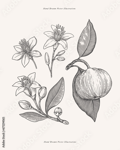 Flowers and fruit of scented neroli in engraving style. Fragrant tropical plant. Botanical vector illustration for floral design in perfumery and cosmetology.