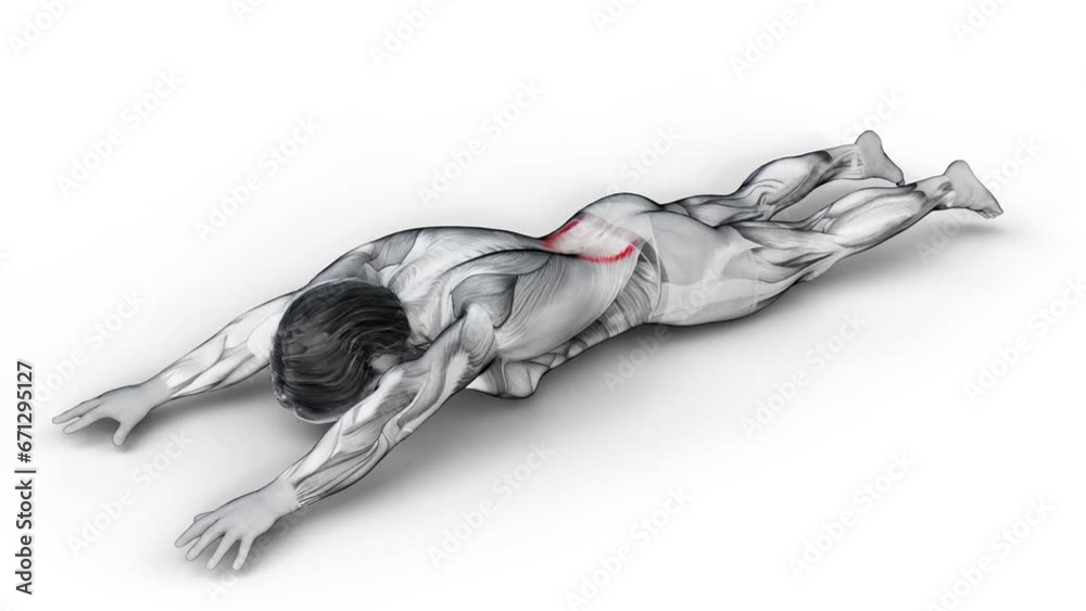 Lower back- Bodyweight-Supermans-3D (382)- Anatomy of fitness and ...