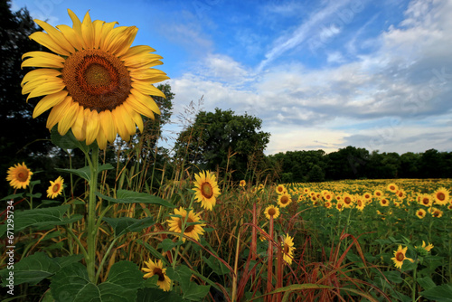 Summer Sunflowers