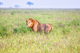 A Maneless Tsavo Lion moves across the savanna at Tsavo National Park, Kenya, Africa