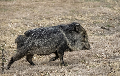 Trotting Javelina On Grassy Field