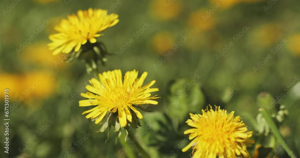 Blooming dandelions close-up on a sunny day Blooming dandelions close-up on a sunny day