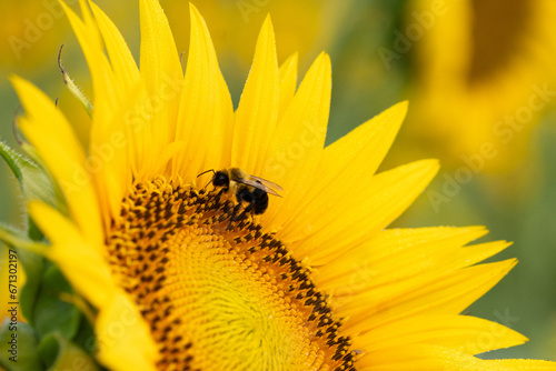Profile of a bee crawling on the face of a sunflower © Liz W Grogan