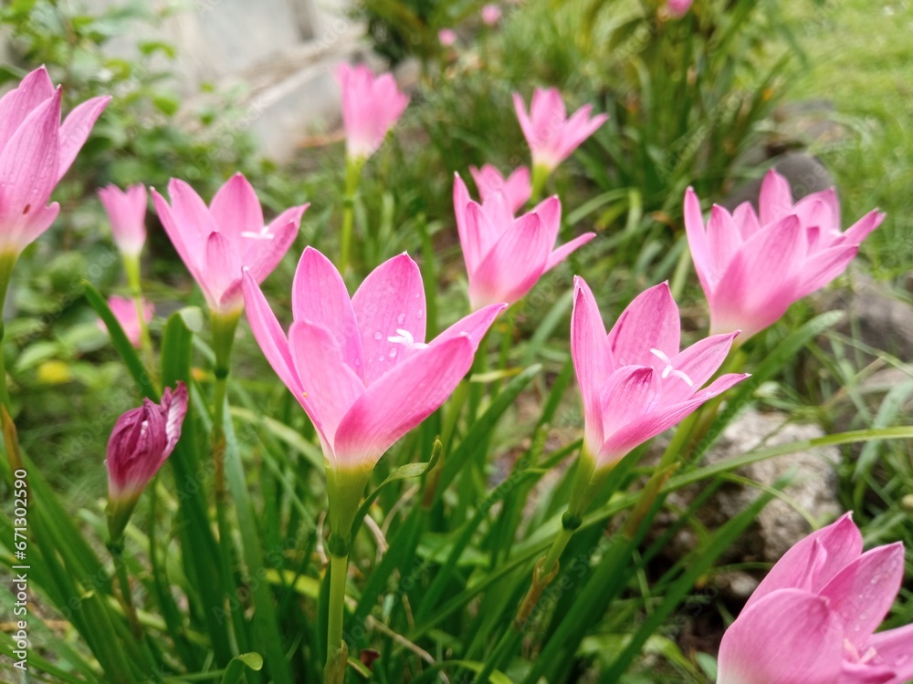Obraz premium Zephyr lilies bloom in the front garden of the house. the color is beautiful with a combination of pink, white and yellow