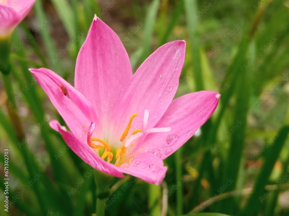 Zephyr lilies are small flowering lilies that are white and yellowish pink Zephyr lilies are small flowering lilies that are white and yellowish pink
