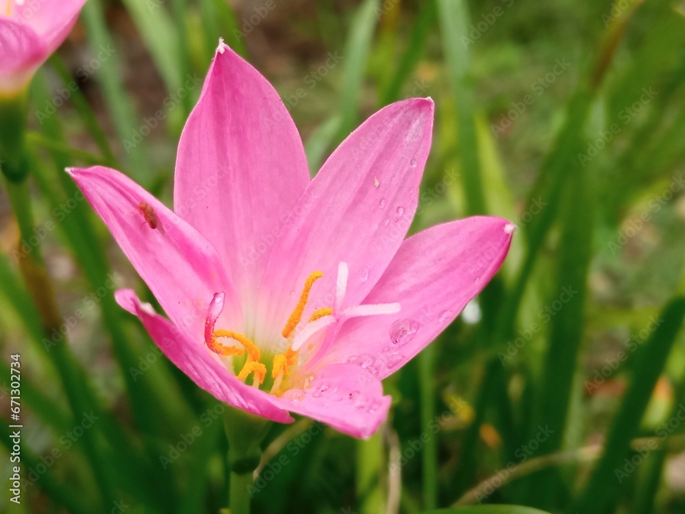 Zephyr lilies are small flowering lilies that are white and yellowish pink