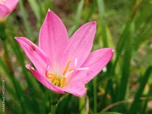 Zephyr lilies are small flowering lilies that are white and yellowish pink