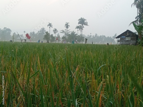 The rice in the rice fields has turned yellow, a sign that it will soon be harvested