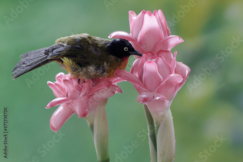 A black-crested bulbul is hunting for small insects in torch ginger flowers. This sweet-voiced bird has the scientific name Pycnonotus melanicterus. photo