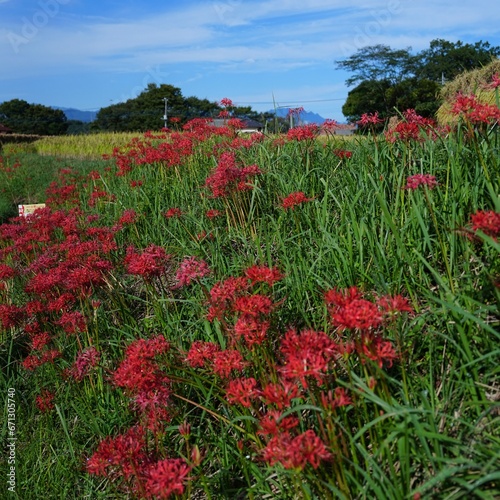 秋美しい満開なヒガンバナと田園風景