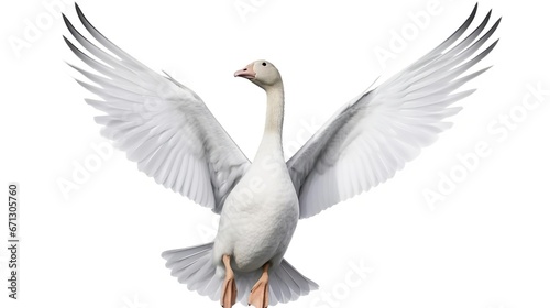 beautiful white goose spread its wings wide