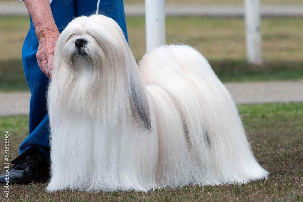 Dogs at Dog Show - Orchard Hills, NSW Dogs at Dog Show - Orchard Hills, NSW
