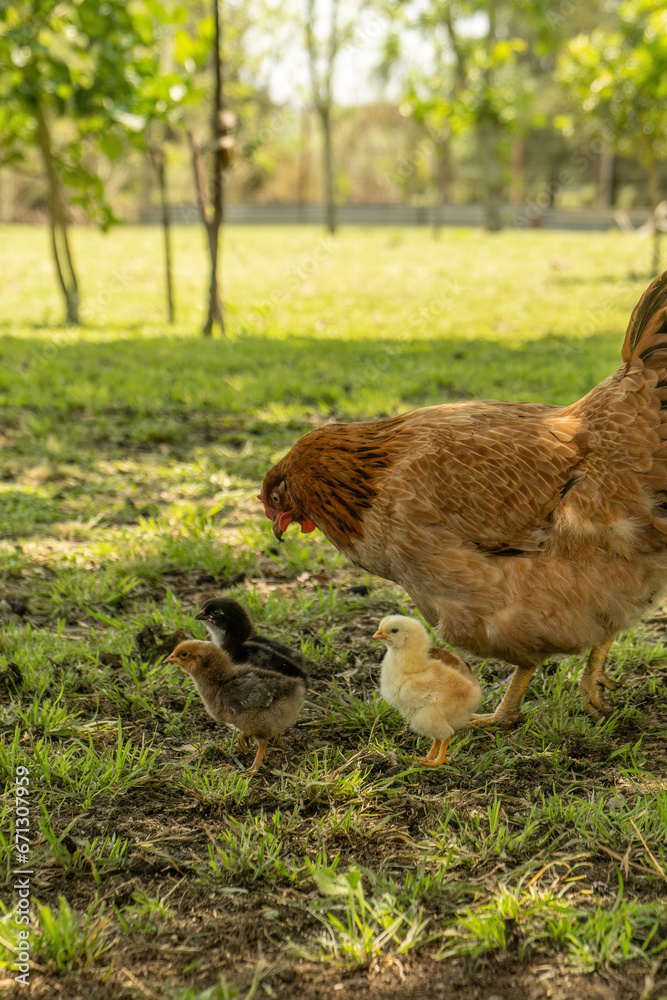 Fototapeta premium gallina junto a sus pollitos, vida rural, animales de granja