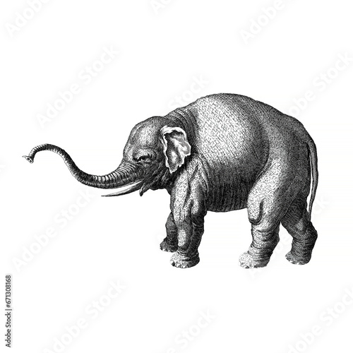 An illustration of an elephant in a classic vintage engraving style, with black lines on a white background with a clipping path.