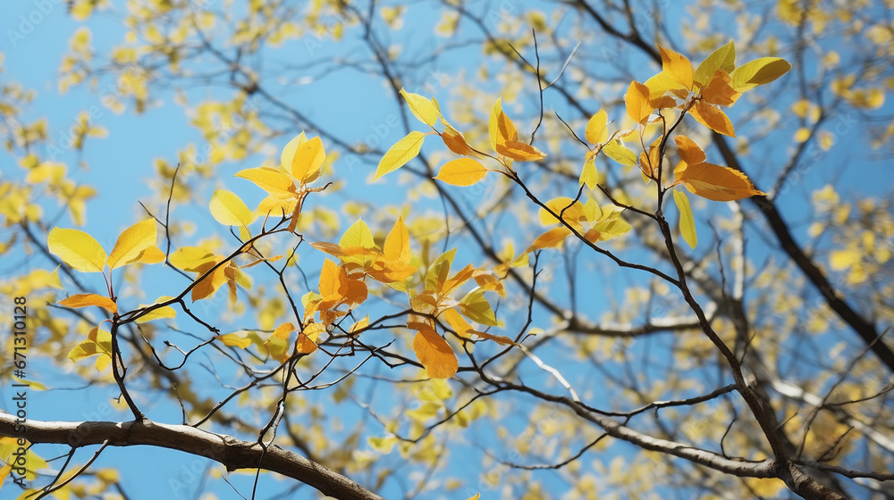 yellow leaves against blue sky