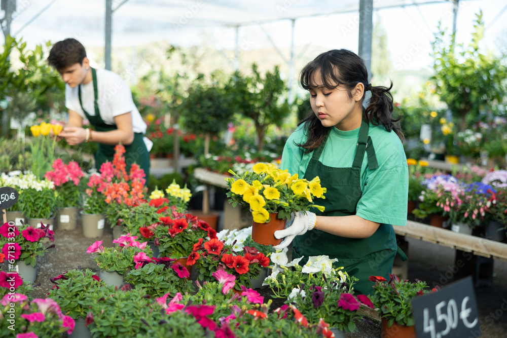 Focused young Asian female florist working in garden store, caring for blooming potted petunias with bright colorful flowers