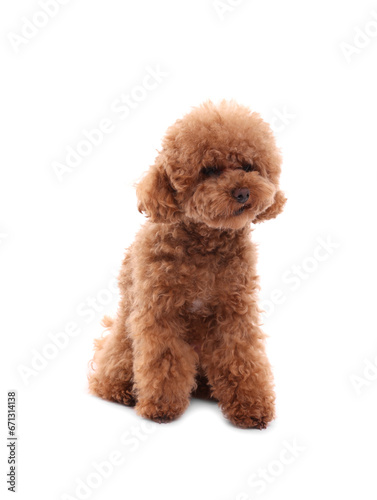 Cute Maltipoo dog on white background. Lovely pet