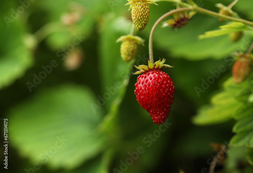 Small wild strawberries growing outdoors, space for text. Seasonal berries