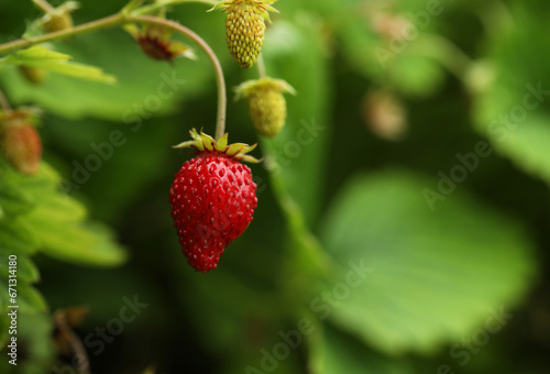 Small wild strawberries growing outdoors  space for text. Seasonal berries