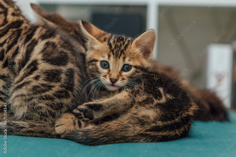 Cute one month old bengal kittens sitting on the sofa in the house Cute one month old bengal kittens sitting on the sofa in the house