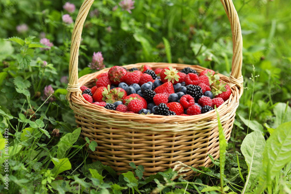 Wicker basket with different fresh ripe berries in green grass outdoors Wicker basket with different fresh ripe berries in green grass outdoors