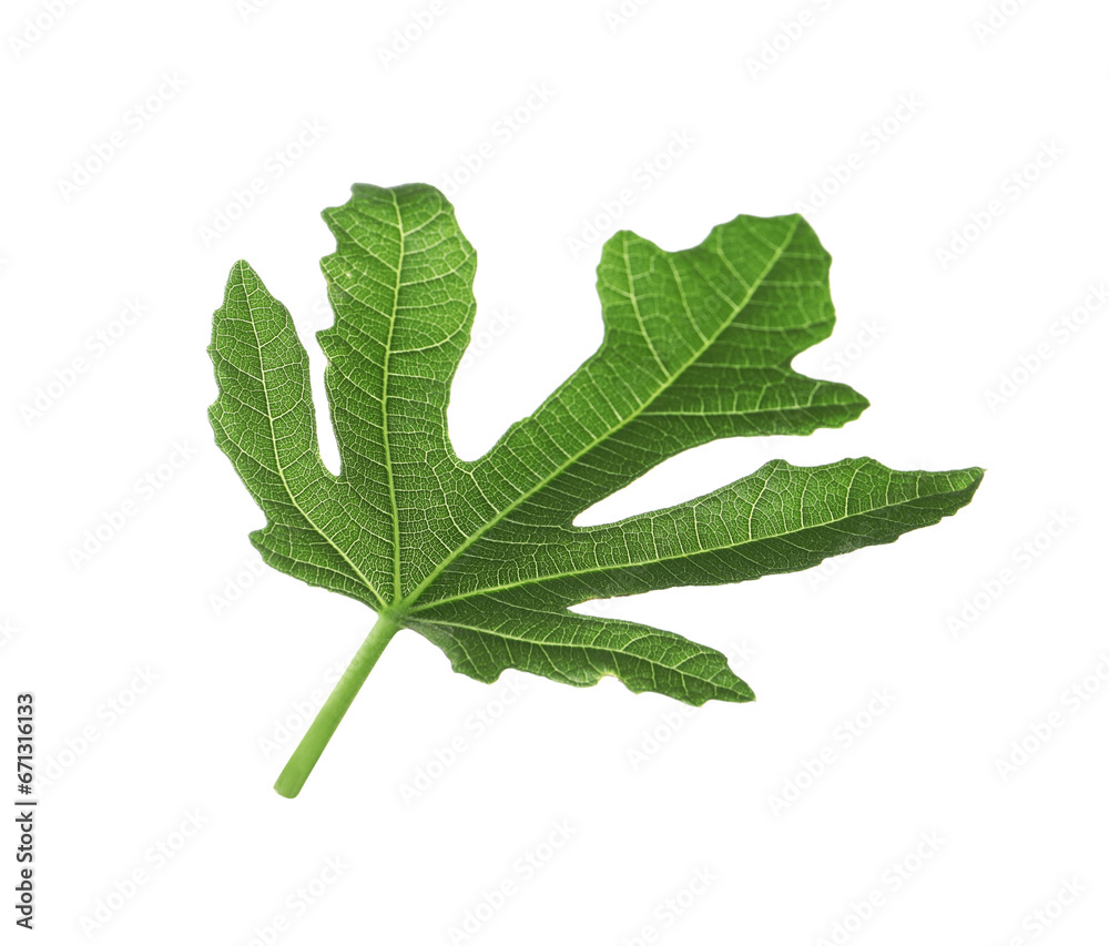 One green leaf of fig tree isolated on white One green leaf of fig tree isolated on white
