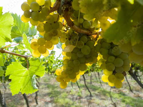 Foto Harvesting grapes in vineyards