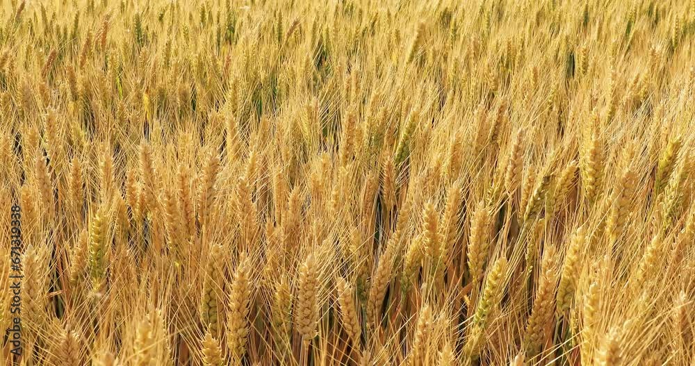Ripe wheat field nature landscape in summer field. Agricultural scene. Yellow ears of wheat swaying in the wind. Ripe wheat field nature landscape in summer field. Agricultural scene. Yellow ears of wheat swaying in the wind.
