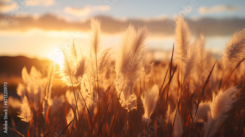 view of wild pampas grass with sunset, asthetic style, cinematic lighning
