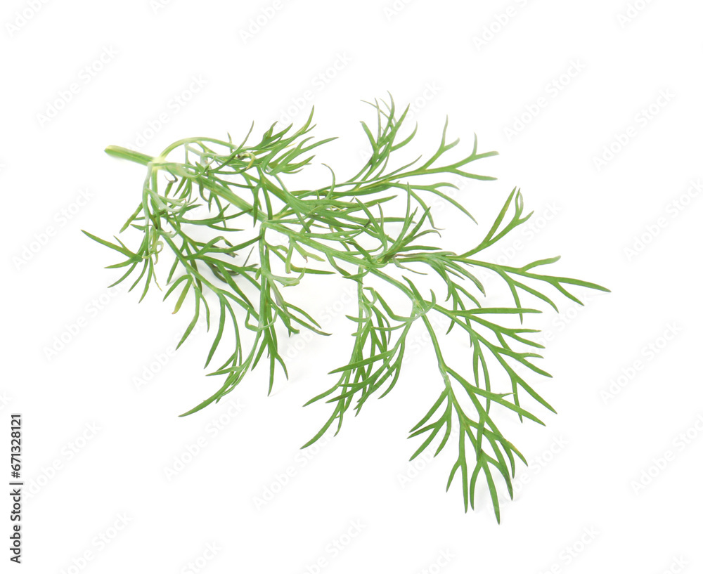 Obraz premium One sprig of fresh dill isolated on white