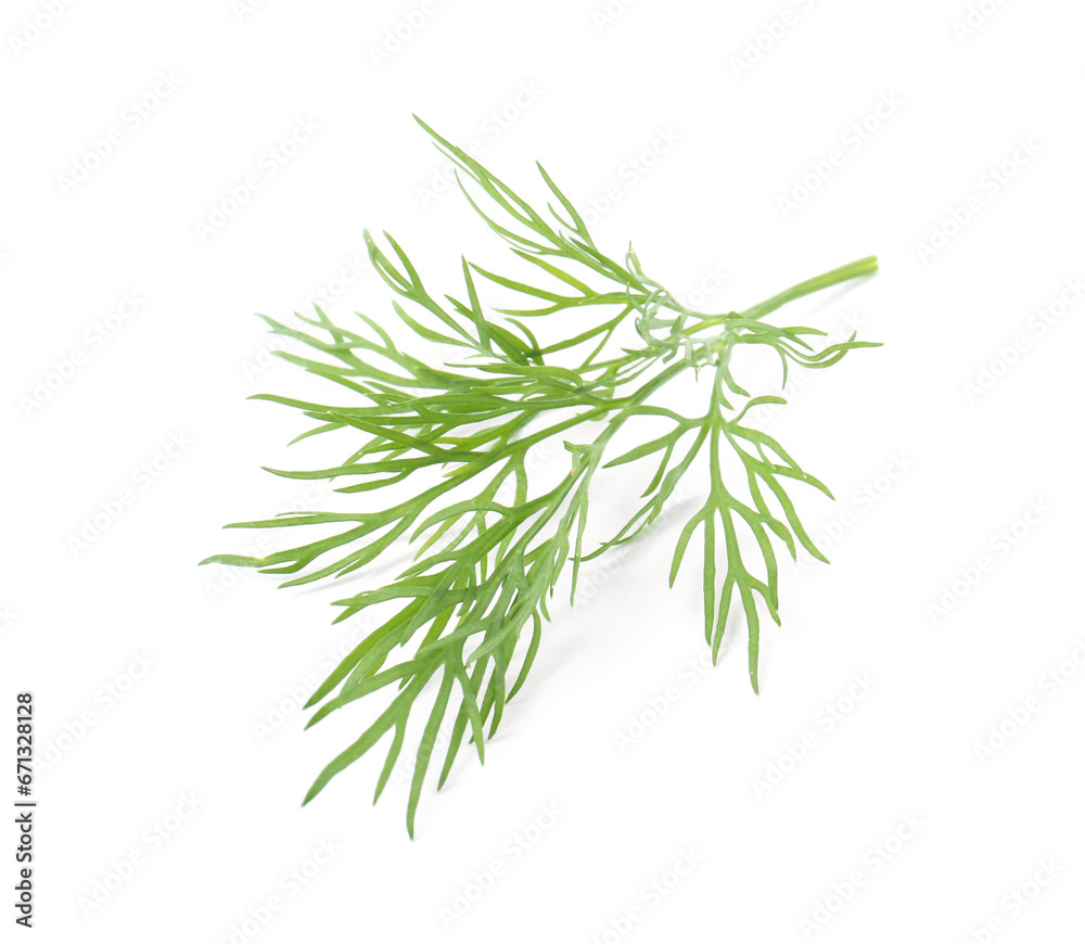 One sprig of fresh dill isolated on white One sprig of fresh dill isolated on white