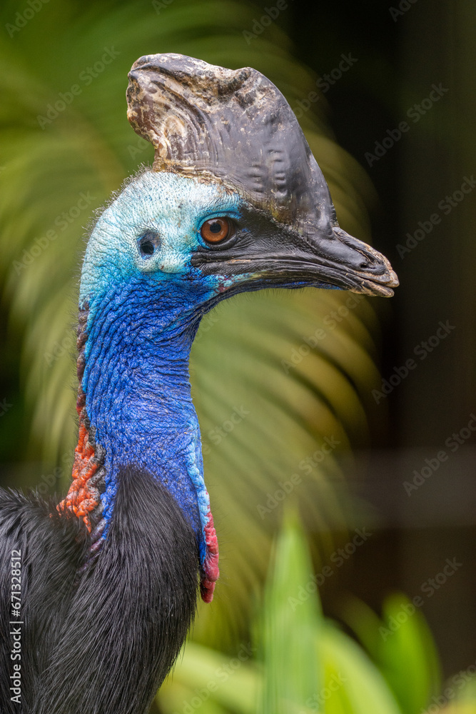 Casuar-de-capacete_Casuarius casuarius Casuar-de-capacete_Casuarius casuarius